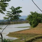 Rice stubble, water and bamboo trees.