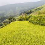 rice terrace