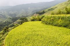 rice terrace