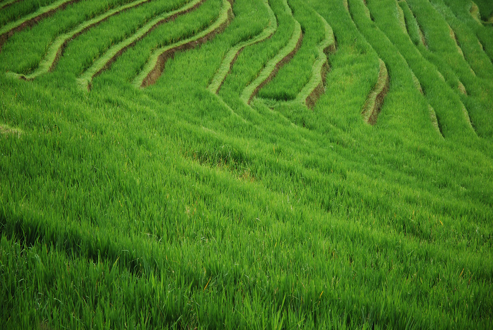 rice terrace