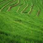 rice terrace