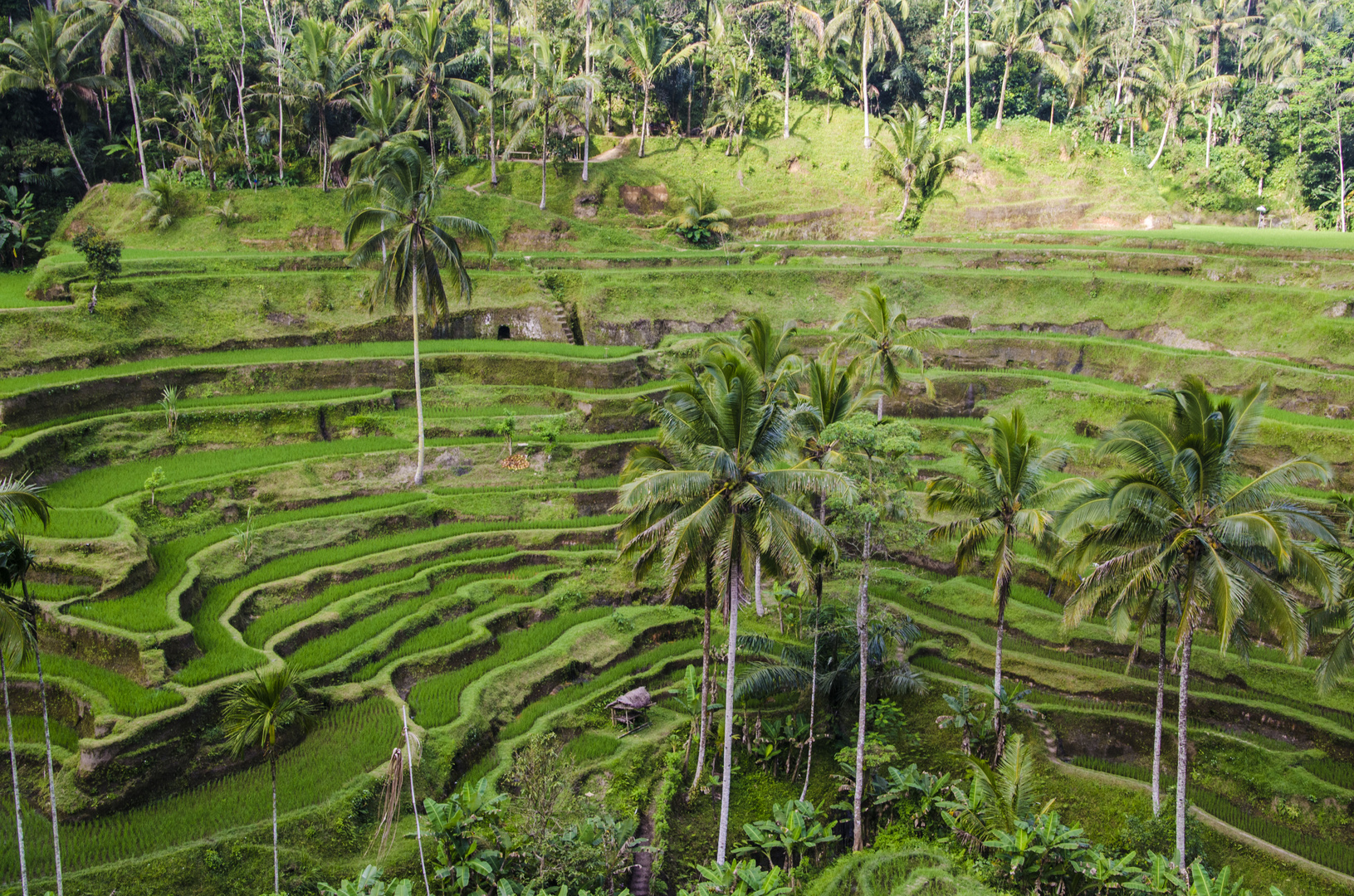 Rice Terrace