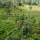 Rice Terrace