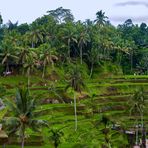 Rice terrace of Ceking