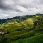 Rice terraces