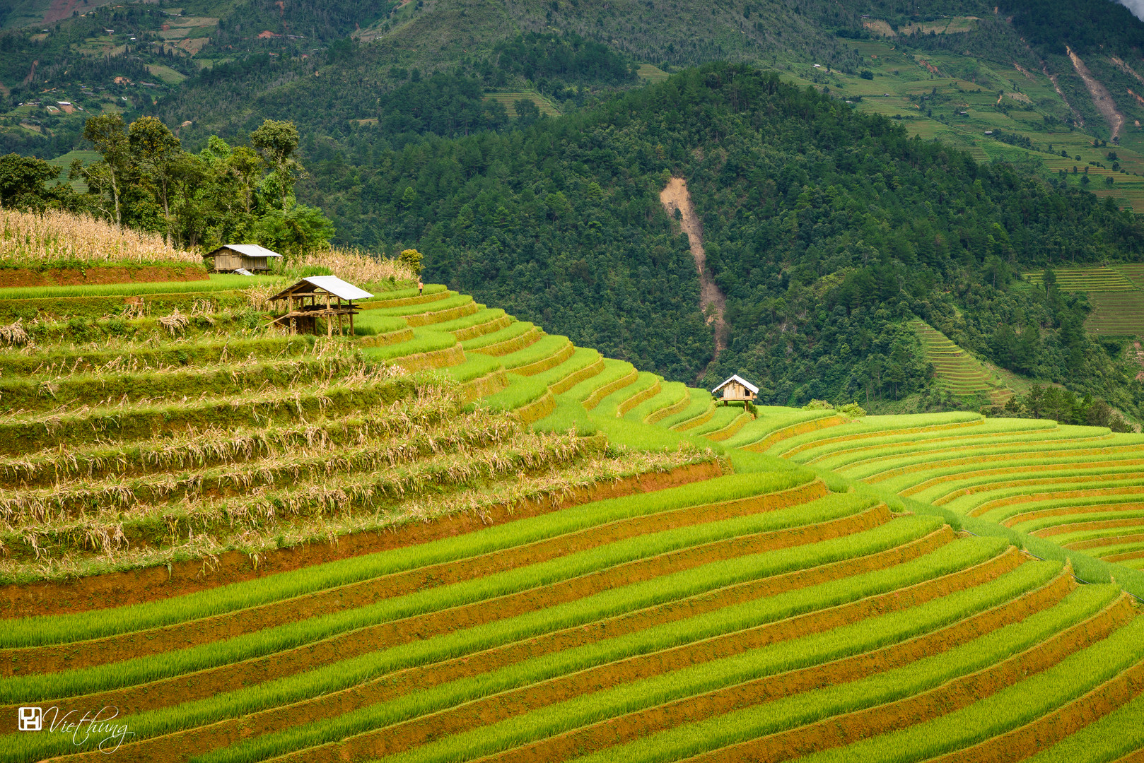 Rice terraces