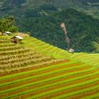 Rice terraces