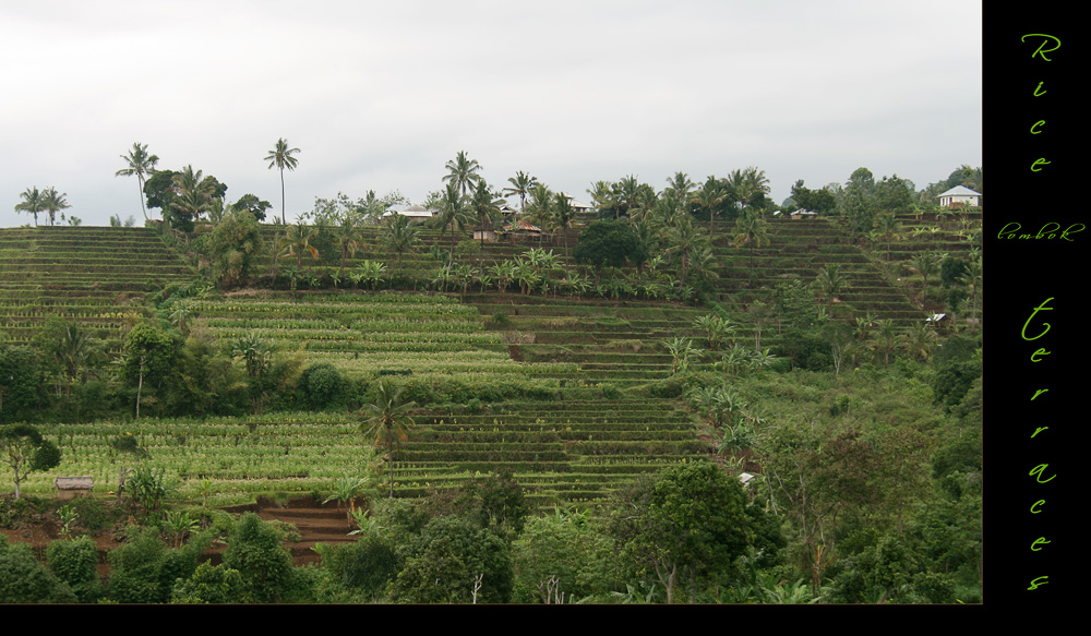 Rice terraces