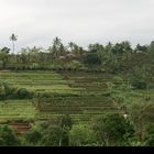 Rice terraces