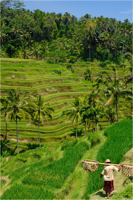 Rice terraces