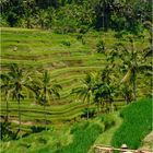 Rice terraces