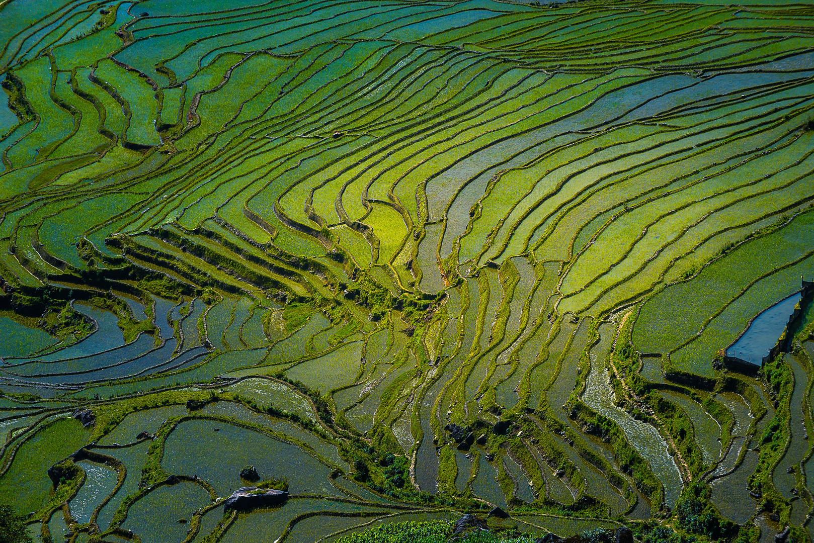 rice terraces