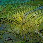 rice terraces