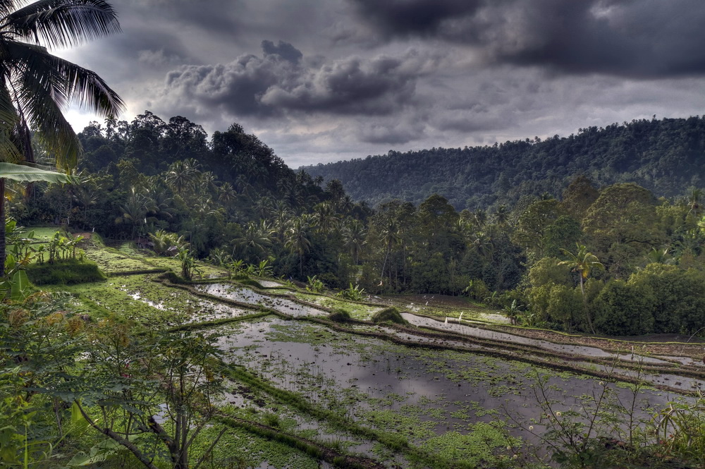 rice terraces