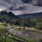 rice terraces