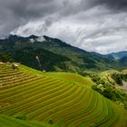 Rice terraces