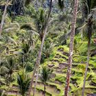 Rice Terraces 