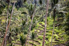 Rice Terraces 