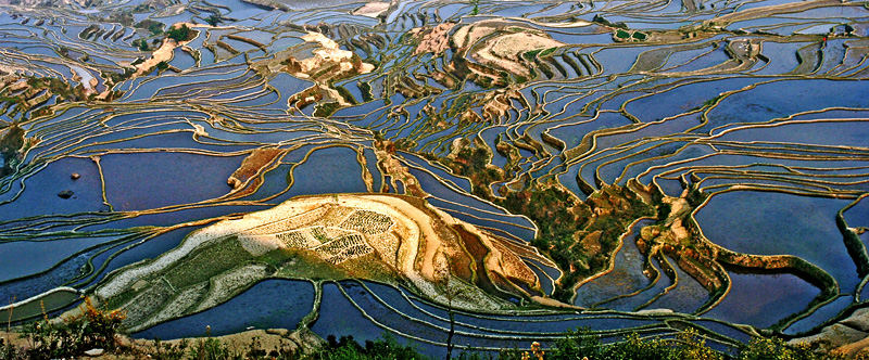 Rice Terraces