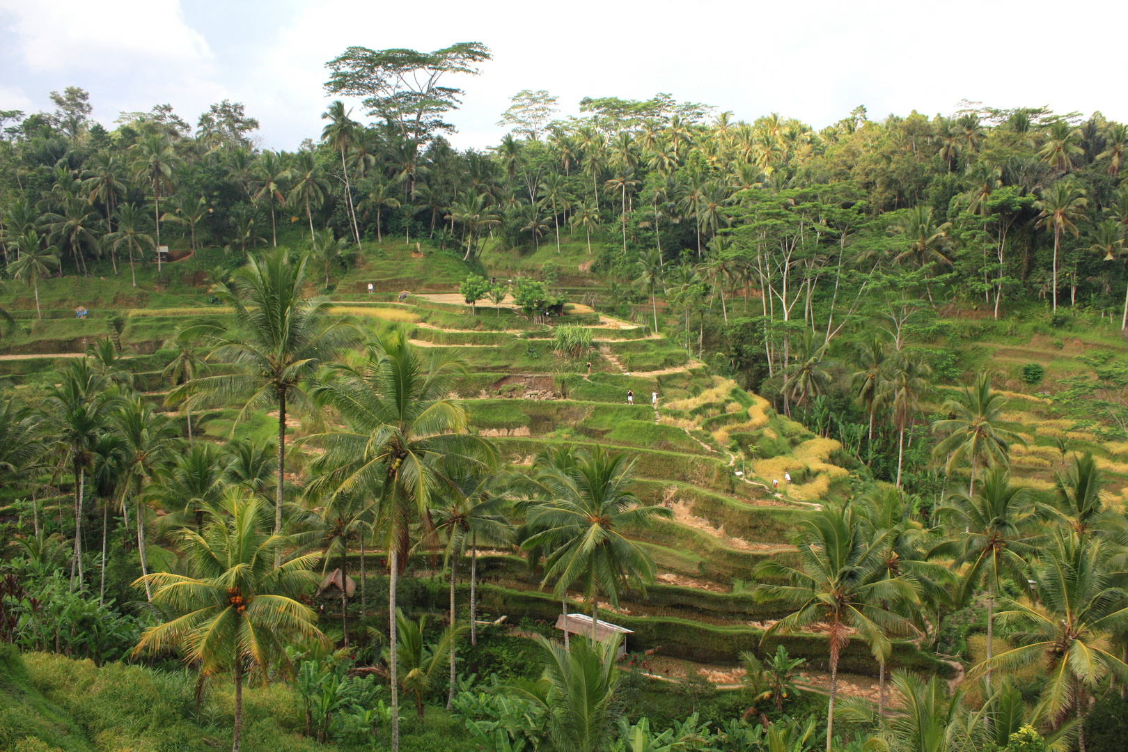 Rice Terraces at Tegalalang, Bali