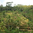 Rice Terraces at Tegalalang, Bali