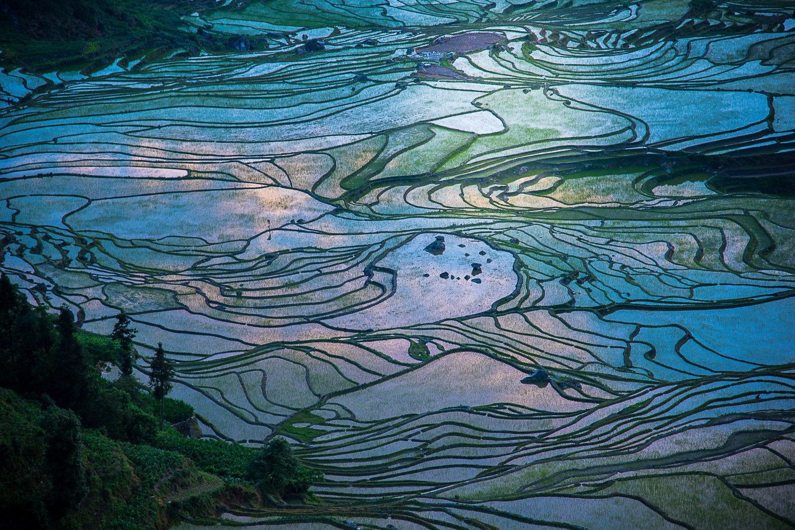 rice terraces