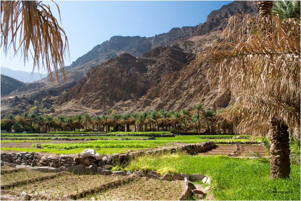 Rice Terraces in the Wadi I