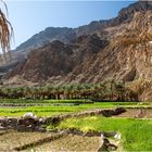 Rice Terraces in the Wadi I
