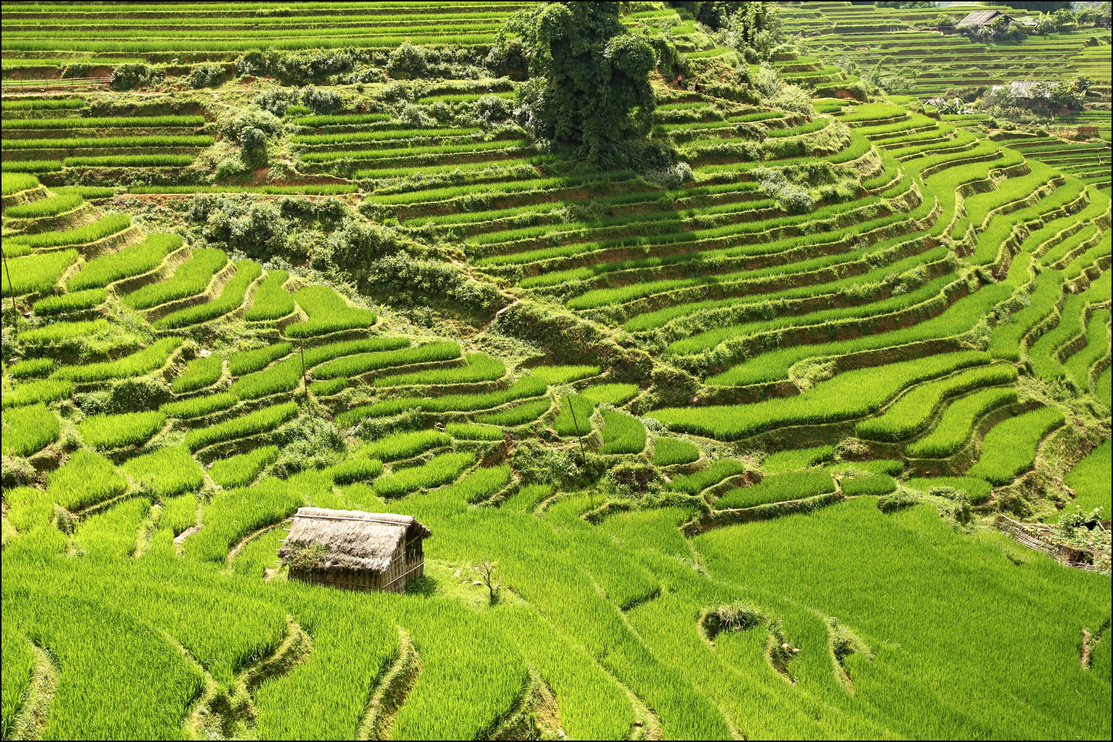 Rice Terraces near Sa Pa