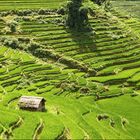 Rice Terraces near Sa Pa