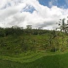 Rice terraces Tegallalang 01