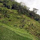 Rice terraces Tegallalang 02