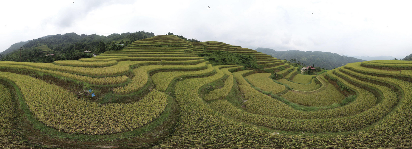 Rice terraces Vietnam - 360* photo Peter Scheid, October 2022