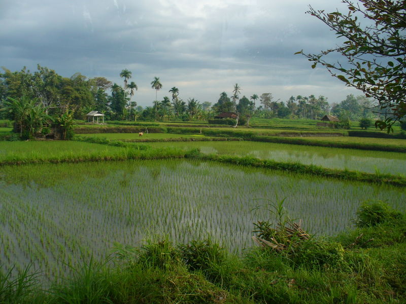 Rice Terraces with summer storm von Juliana Montani