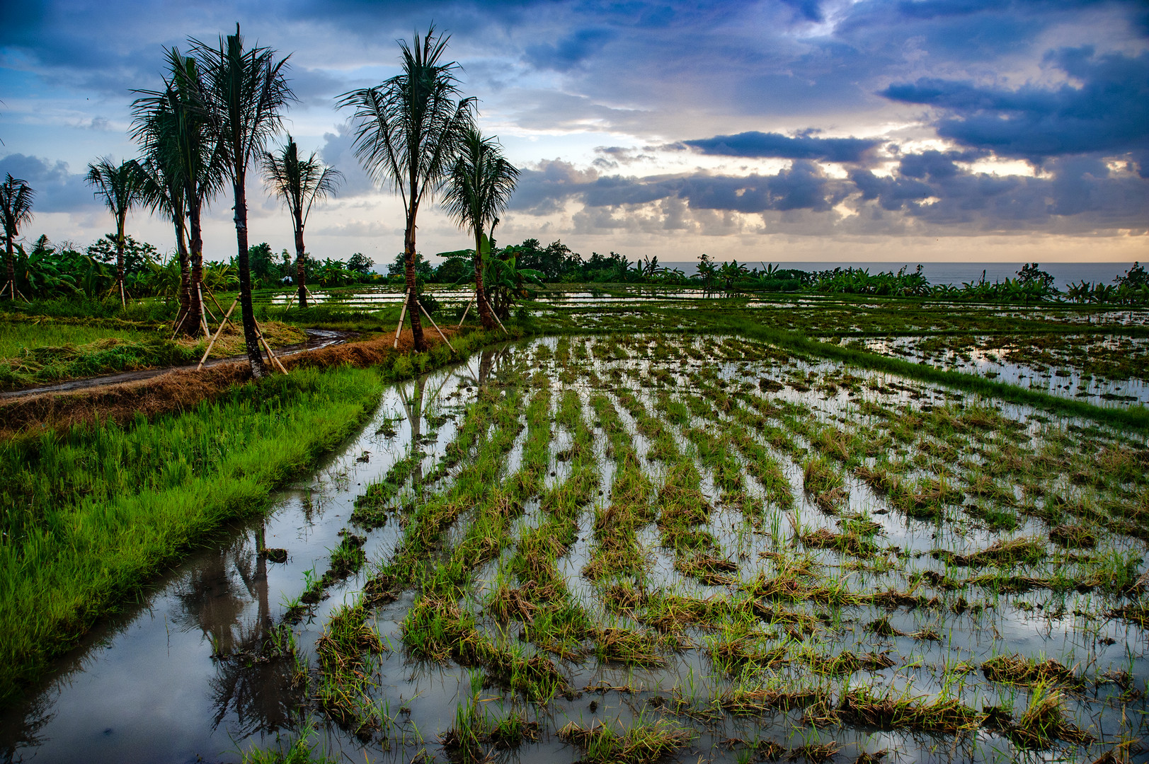 Ricefield close to Love Beach