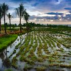 Ricefield close to Love Beach