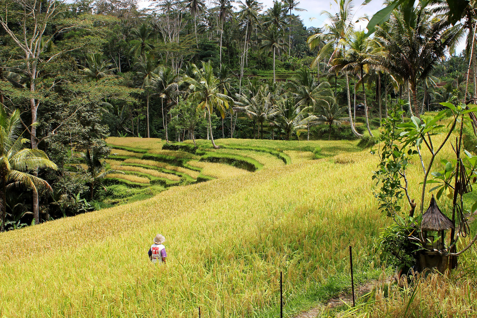 Ricefield