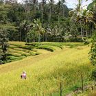 Ricefield