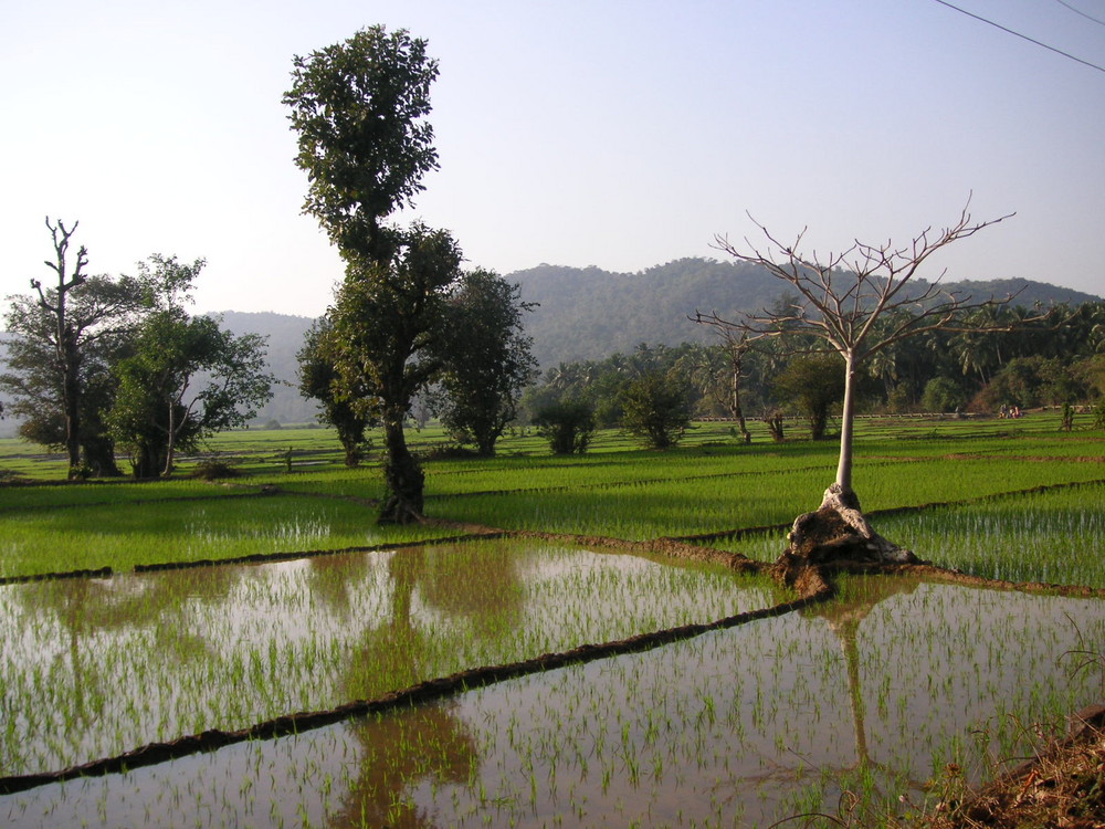 ricefields