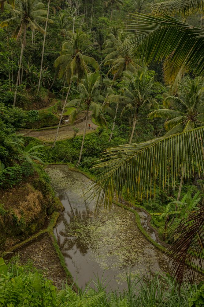 Ricefields in the jungle