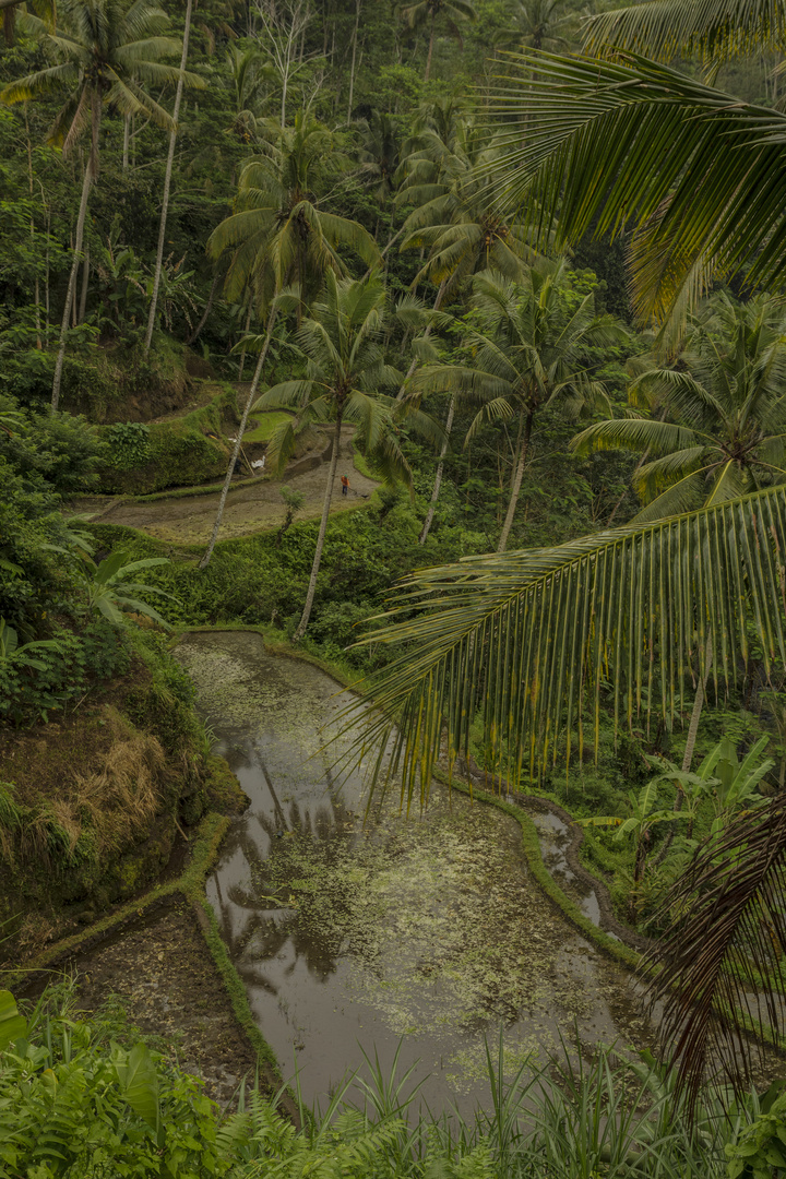 Ricefields in the jungle