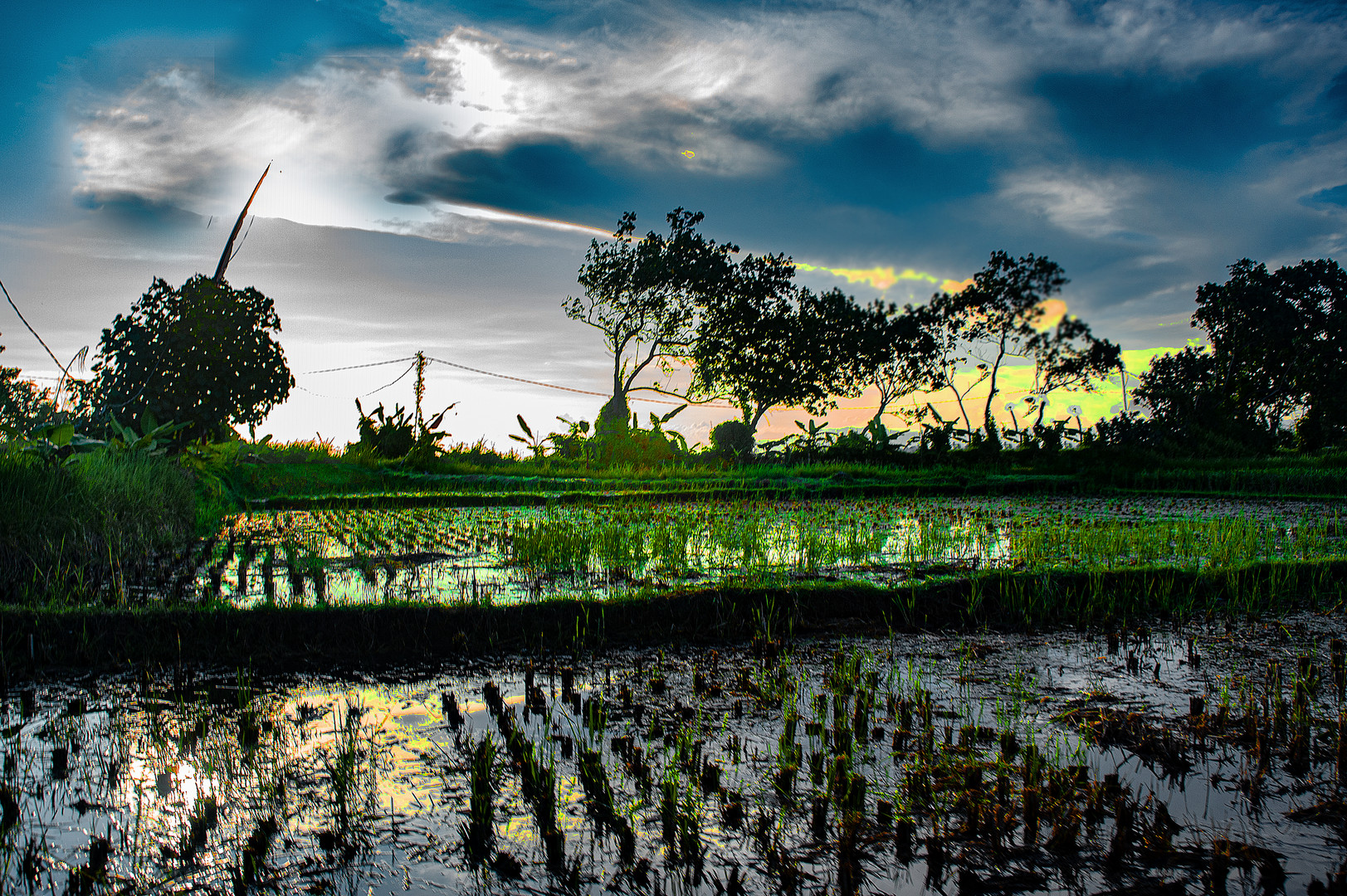 Ricefields in the sunset light