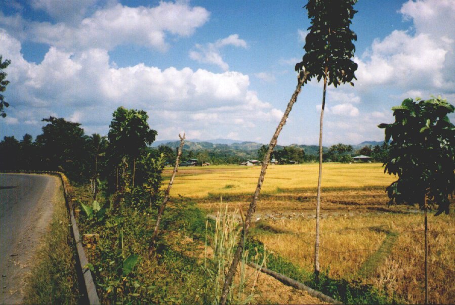 Ricefields, Sindangan. Zamboanga del Norte