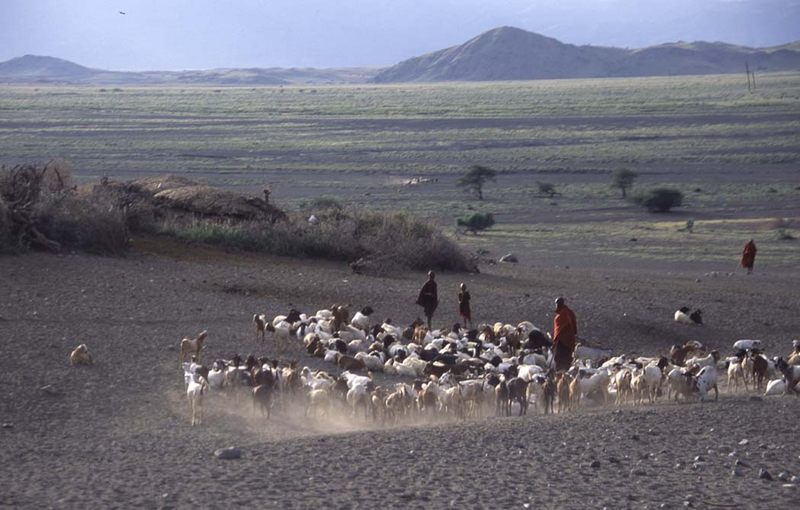 Rich Maasai, Nähe von Oldonyo Lengai