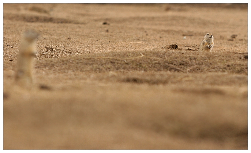 Richardson's Ground Squirrel