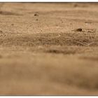 Richardson's Ground Squirrel