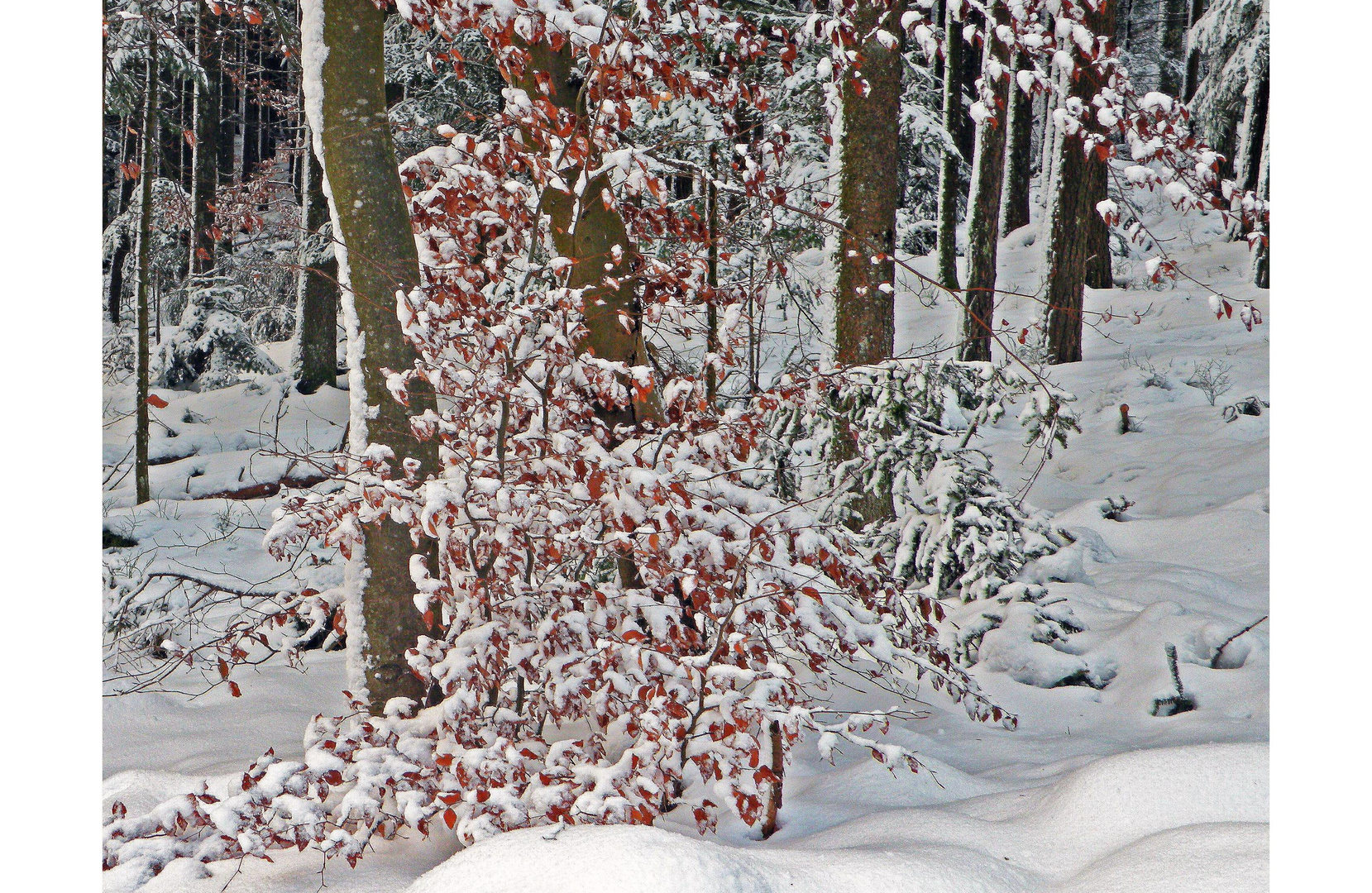 Richesses de nos forêts.