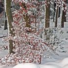 Richesses de nos forêts.