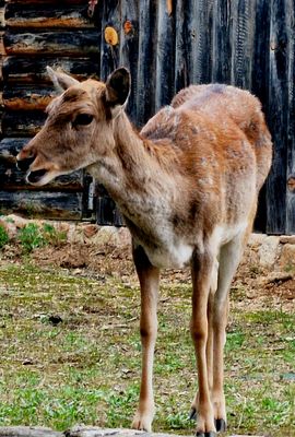 Richiesta d' aiuto (e l'uomo non ascolta)