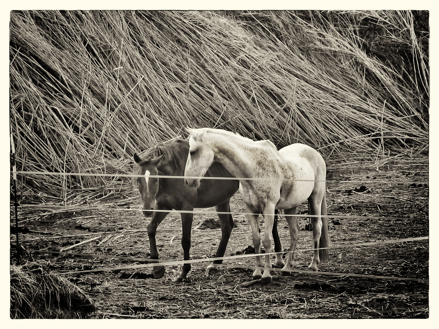 RICHIESTA DI AMICIZIA